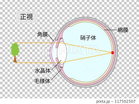 顯示正常視力的眼睛橫切面圖 1 顯示正常視力的眼睛橫切面圖 1 117502507