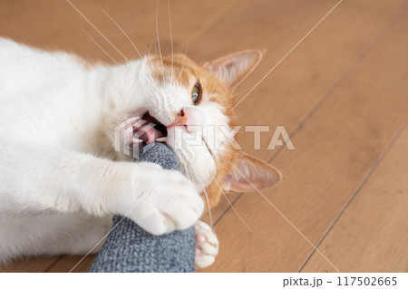 飼い主を噛む可愛い猫 茶トラ白 飼い主を噛む可愛い猫 茶トラ白 117502665