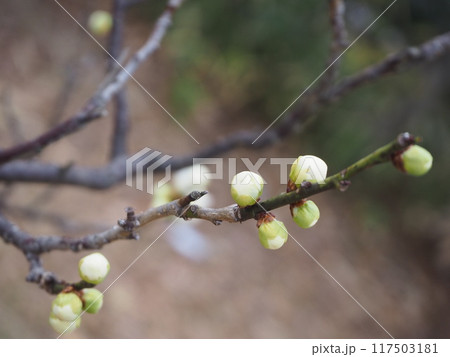 白い梅のつぼみ 117503181