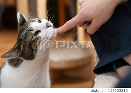 猫を撫でる　キジトラ猫 117503216