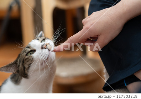 猫を撫でる　キジトラ猫 117503219