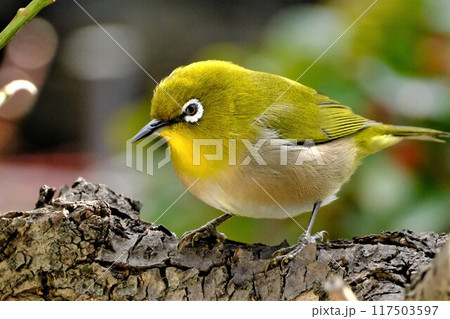 木の枝に止まるメジロ 117503597