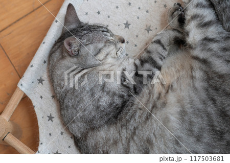 丸まって眠る猫 サバトラ猫 丸まって眠る猫 サバトラ猫 117503681