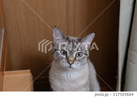 見つめる猫 シャムトラ猫 見つめる猫 シャムトラ猫 117503684