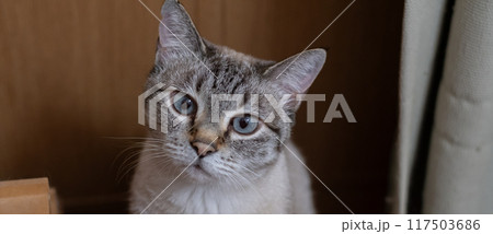 見つめる猫 シャムトラ猫 見つめる猫 シャムトラ猫 117503686