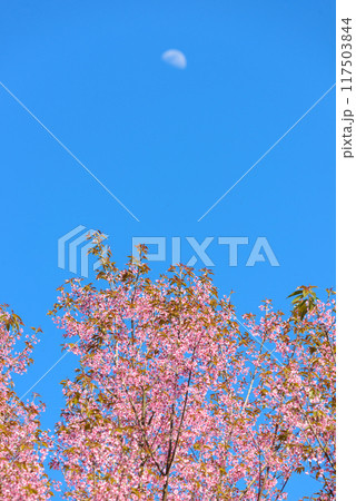 Thailand Sakura pink flower 117503844