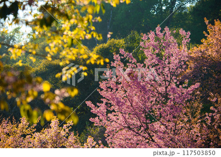 Thailand Sakura pink flower 117503850