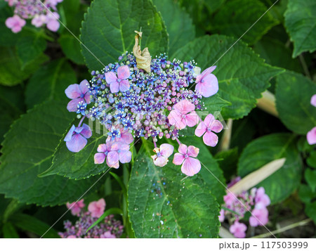 紫陽花のある風景 紫陽花のある風景 117503999