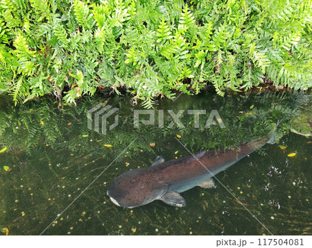 paroon Shark Catfish swimming in pond by natural fern plant 117504081