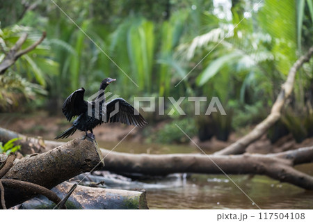 Cormorant bird flap wings at little amazon canal, Phang Nga, Thailand 117504108
