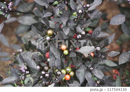 観賞用トウガラシ 117504130