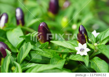 観賞用トウガラシ 117504132