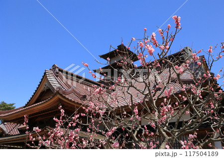 春の函館・五稜郭公園 117504189