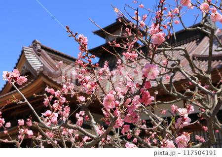 春の函館・五稜郭公園 春の函館・五稜郭公園 117504191