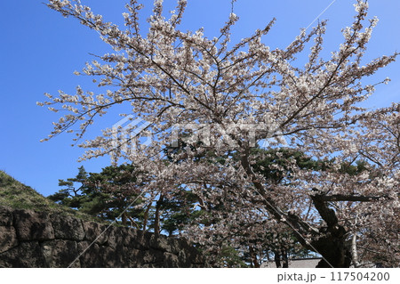 春の函館・五稜郭公園 春の函館・五稜郭公園 117504200