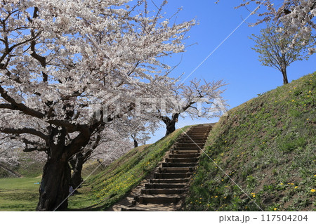 春の函館・五稜郭公園 117504204