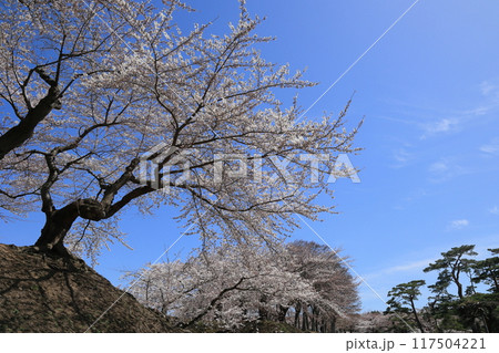 春の函館・五稜郭公園 春の函館・五稜郭公園 117504221