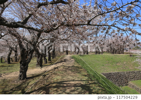 春の函館・五稜郭公園 春の函館・五稜郭公園 117504229