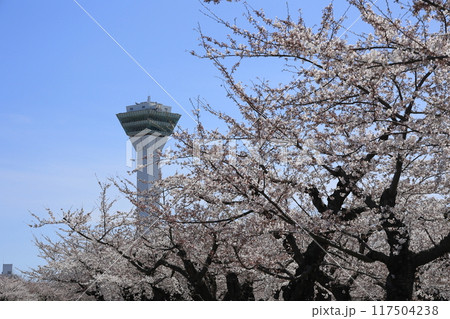 春の函館・五稜郭公園 春の函館・五稜郭公園 117504238