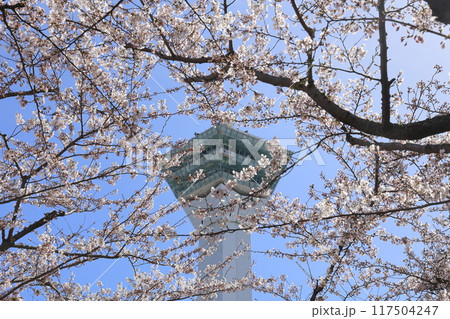 春の函館・五稜郭公園 春の函館・五稜郭公園 117504247