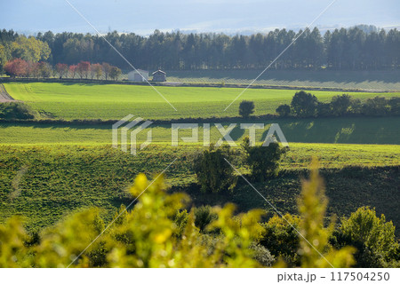 夕日をあびて輝く秋の緑のムギ畑 夕日をあびて輝く秋の緑のムギ畑 117504250