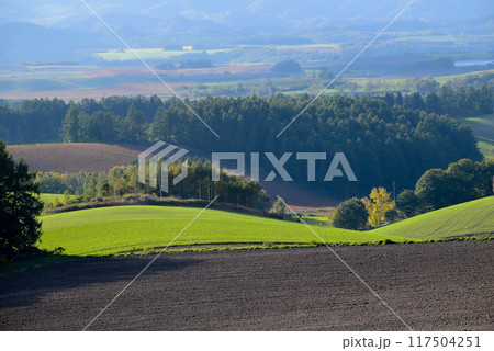 夕日をあびて輝く秋の緑のムギ畑 117504251
