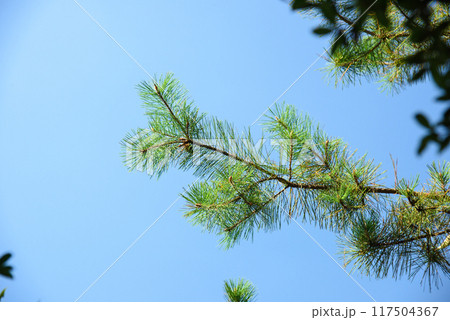 Top of Pinus Kesiya Pine Tree. Top of Pinus Kesiya Pine Tree. 117504367