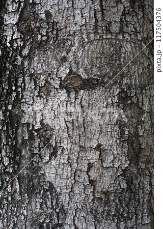 Tree bark texture background. Skin the bark of a tree that traces cracking. Tree bark. The texture of the tree. Wooden texture. Tree bark texture background. Skin the bark of a tree that traces cracking. Tree bark. The texture of the tree. Wooden texture. 117504376