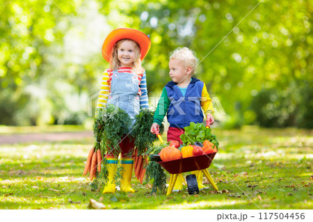 Kids picking vegetables on organic farm 117504456