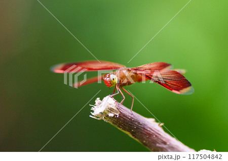 Indonesian red winged dragonfly 117504842