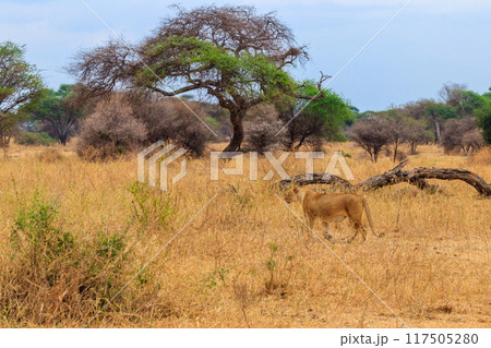 Lioness (Panthera leo) walking in Tarangire national park, Tanzania Lioness (Panthera leo) walking in Tarangire national park, Tanzania 117505280