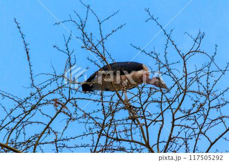Marabou stork (Leptoptilos crumeniferus) on a tree 117505292