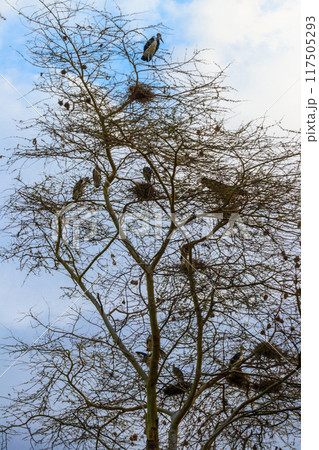 Marabou storks (Leptoptilos crumeniferus) on a tree 117505293