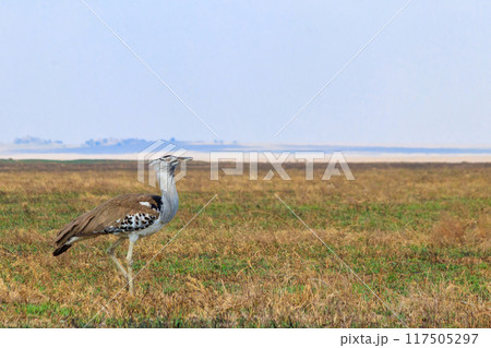 Kori bustard (Ardeotis kori) walking in dry savannah in Serengeti National Park, Tanzania Kori bustard (Ardeotis kori) walking in dry savannah in Serengeti National Park, Tanzania 117505297