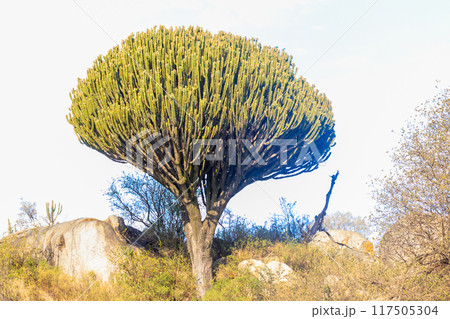 Candelabra tree (Euphorbia ingens), also known as naboom in Serengeti national park 117505304
