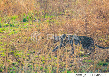 African leopard (Panthera pardus pardus) walking in grass in Serengeti National park, Tanzania 117505306