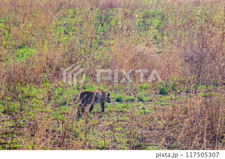 African leopard (Panthera pardus pardus) walking in grass in Serengeti National park, Tanzania African leopard (Panthera pardus pardus) walking in grass in Serengeti National park, Tanzania 117505307