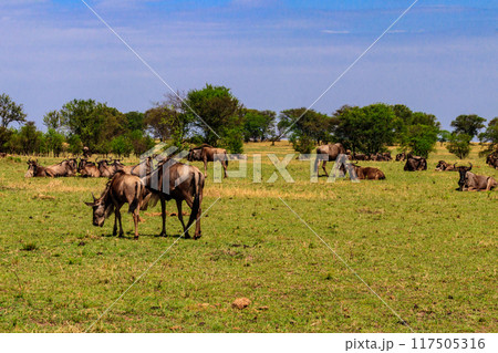 Herd of blue wildebeest (Connochaetes taurinus) in savannah in Serengeti national park in Tanzania. Great migration Herd of blue wildebeest (Connochaetes taurinus) in savannah in Serengeti national park in Tanzania. Great migration 117505316