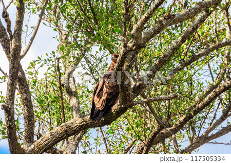 Tawny eagle (Aquila rapax) on a tree in Serengeti national park, Tanzania 117505334