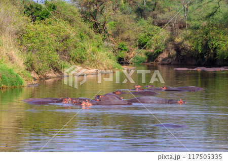 Group of hippos (Hippopotamus amphibius) in a river in Serengeti National Park, Tanzania. Wildlife of Africa Group of hippos (Hippopotamus amphibius) in a river in Serengeti National Park, Tanzania. Wildlife of Africa 117505335