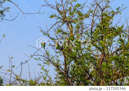 Group of lovebirds on a tree in Serengeti national park, Tanzania Group of lovebirds on a tree in Serengeti national park, Tanzania 117505346