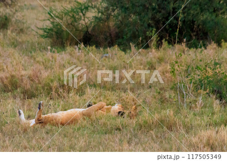 Two lionesses (Panthera leo) playing in savannah in Serengeti National Park, Tanzania 117505349