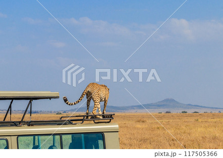 Cheetah (Acinonyx jubatus) on a top of SUV car in savanna in Serengeti National park in Tanzania. Safari in Africa 117505366