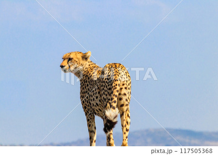Portrait of a cheetah (Acinonyx jubatus) 117505368