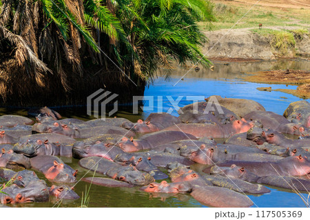 Group of hippos (Hippopotamus amphibius) in a river in Serengeti National Park, Tanzania. Wildlife of Africa 117505369