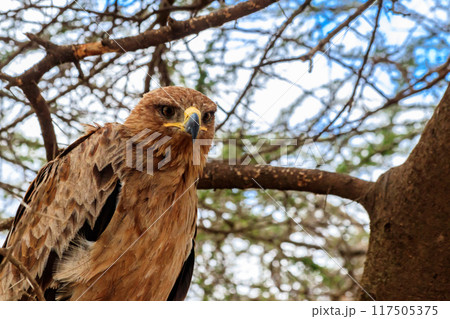 Tawny eagle (Aquila rapax) on a tree in Serengeti national park, Tanzania 117505375
