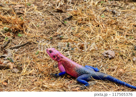 Male mwanza flat-headed rock agama (Agama mwanzae) or the Spider-Man agama on ground in Serengeti  National Park, Tanzania 117505376