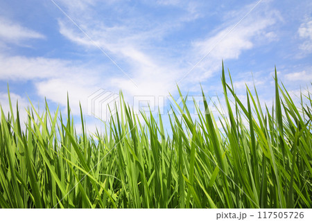 青々とした稲 117505726