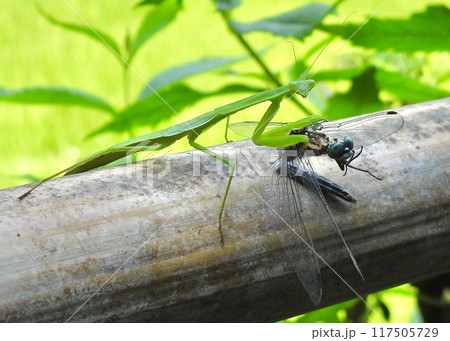 カマキリ、トンボを喰う 117505729