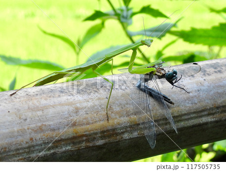 カマキリ、トンボを喰う 117505735